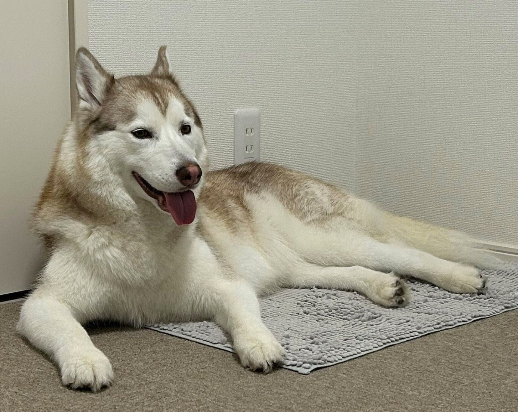 くつろぐ雪風ちゃん