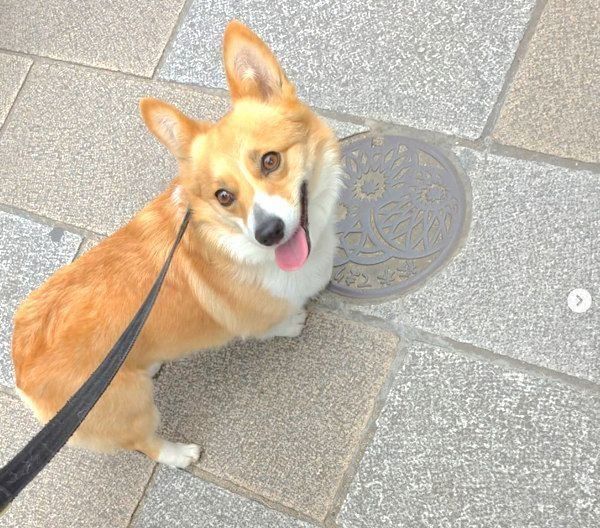 元保護犬・コーギーのゆずちゃん