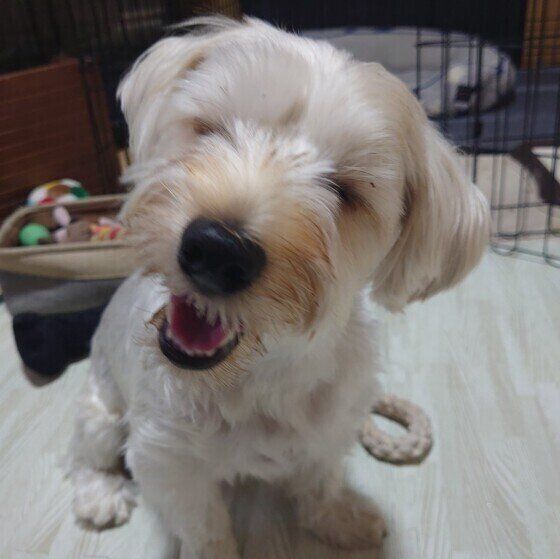 目を細めるりくとくん（ヨークシャー・テリア）