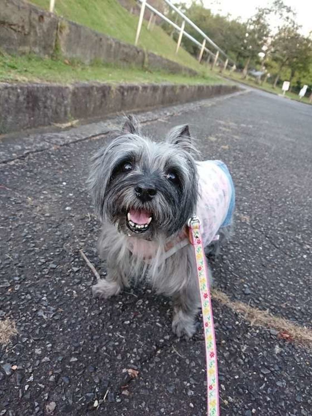 32種一覧付き テリア犬の特徴や性格 代表種をご紹介 いぬのきもちweb Magazine 32種一覧付き テリア犬の特徴や性格 代表種をご紹介 いぬのきもちweb Magazine