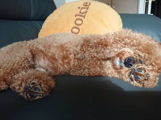 ベリーちゃんの目隠し