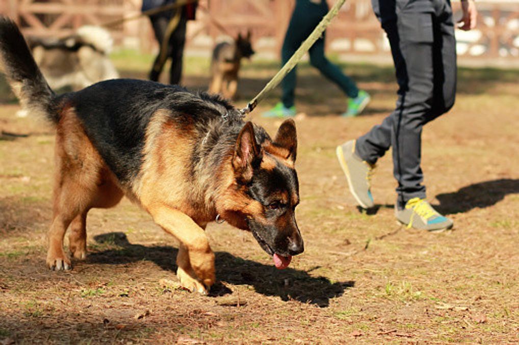 画像付き 小型犬でも警察犬になれる 警察犬に向いている犬種とは いぬのきもちweb Magazine