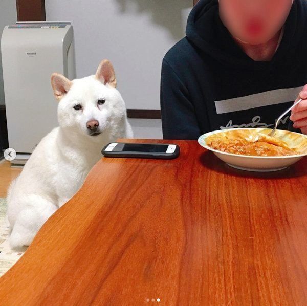 ガン見する白柴