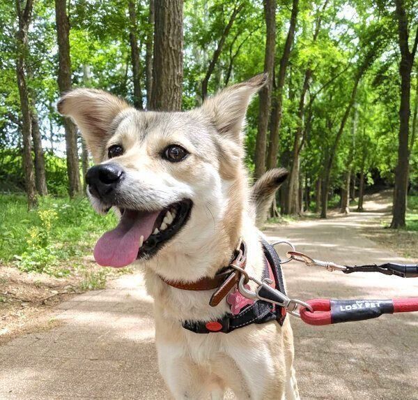 お散歩を楽しむめるちゃん