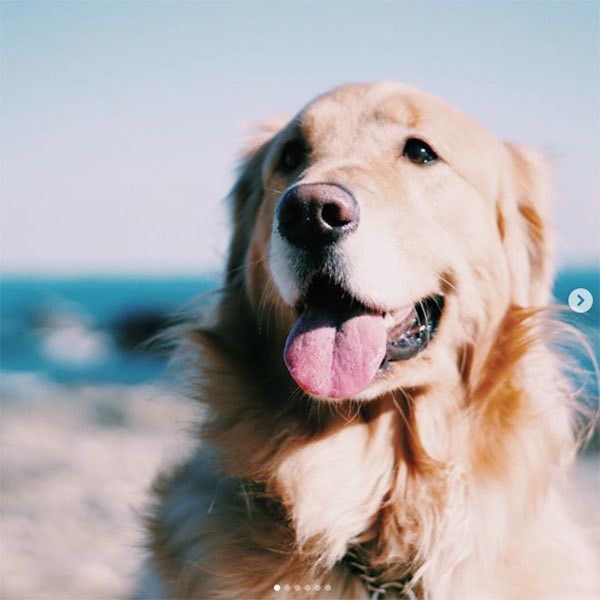 見つめるゴールデン・レトリーバー