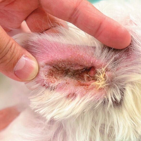 外耳炎の症例写真