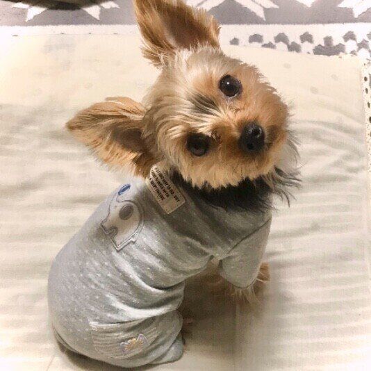 ヨークシャー・テリアのももちゃん