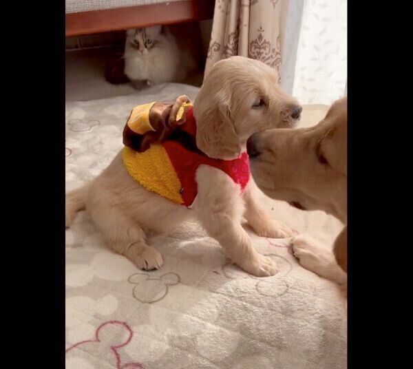 まったりするつゆちゃん、ぷぅちゃん、お茶子ちゃん