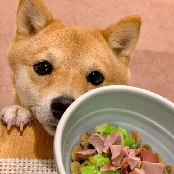 おめめウルウルな柴