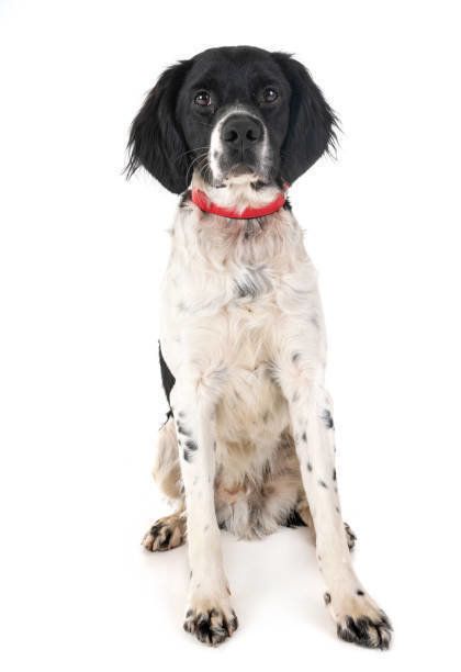 ブリタニー・スパニエル