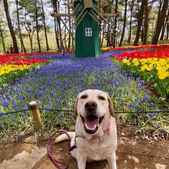 どんな病気にかかりやすい？春に多い犬の病気ベスト3 いぬのきもち