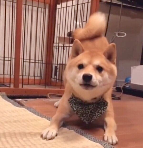 勇敢そうなフリをする豆千代くん