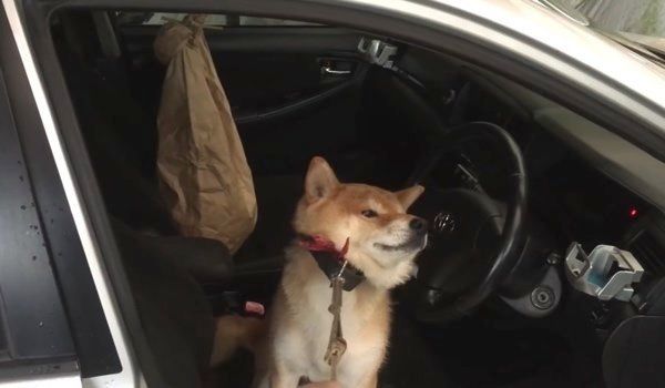 車に乗りたい柴犬