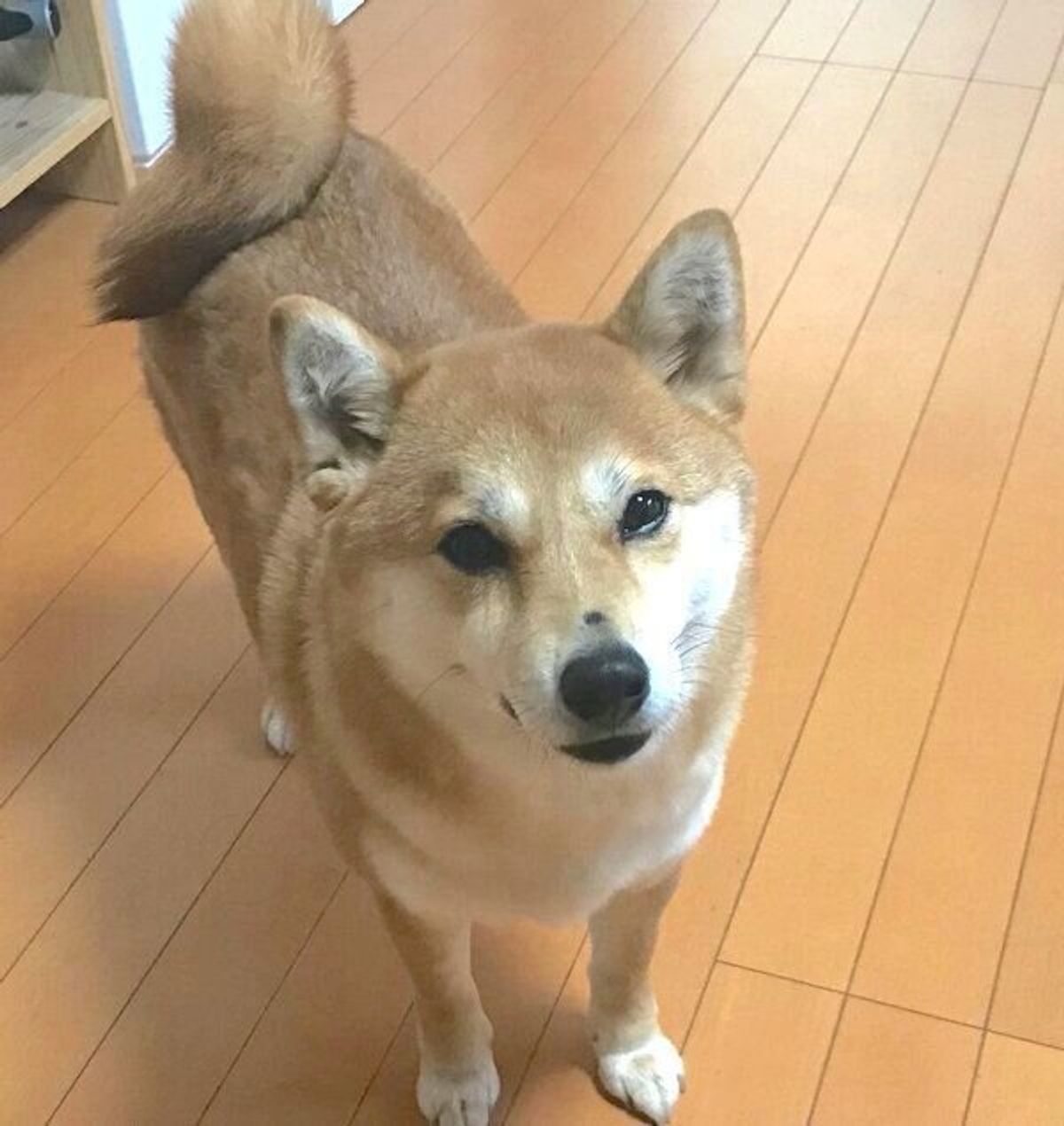 偶然訪れた保護犬カフェで出会った元繁殖犬の柴犬 家族になり たくさんの嬉しい変化が見られた いぬのきもちweb Magazine 偶然訪れた保護犬カフェで出会った元繁殖犬の柴犬 家族になり たくさんの嬉しい変化が見られた いぬのきもちweb Magazine