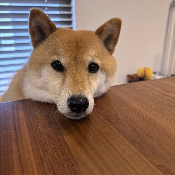 柴のぽんたくん