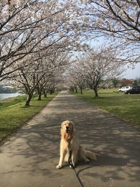 ゴールデン・レトリーバー