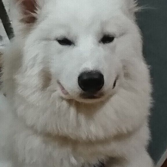 てんくん