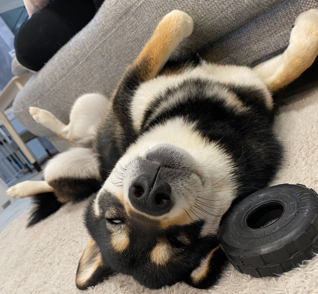 遊び疲れて爆睡するもち吉くん