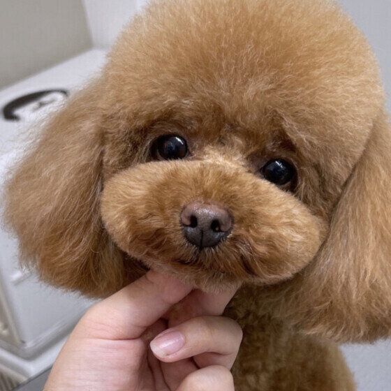 ふわふわのトイ・プードル