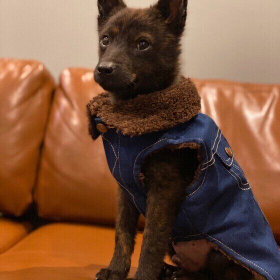 洋服を着る甲斐犬