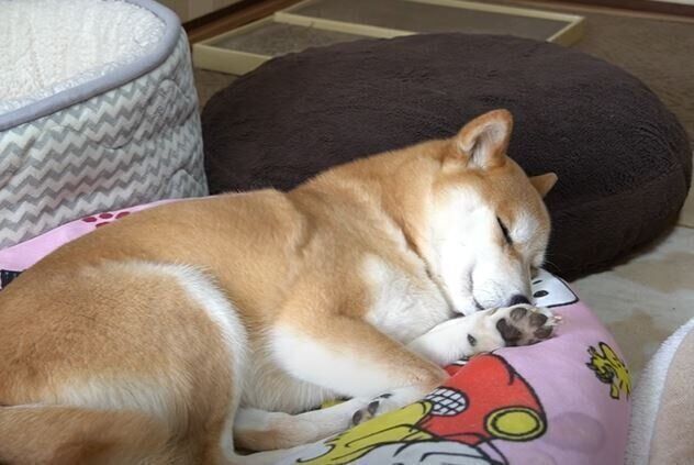 柴犬　ハナちゃん