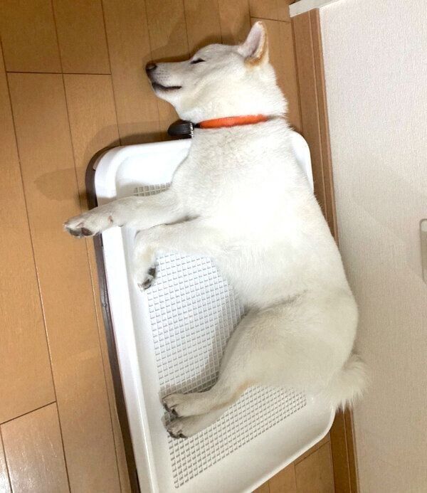 トイレで寝る雪海ちゃん