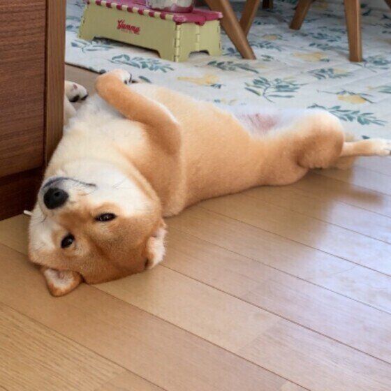 柴犬のまるちゃん