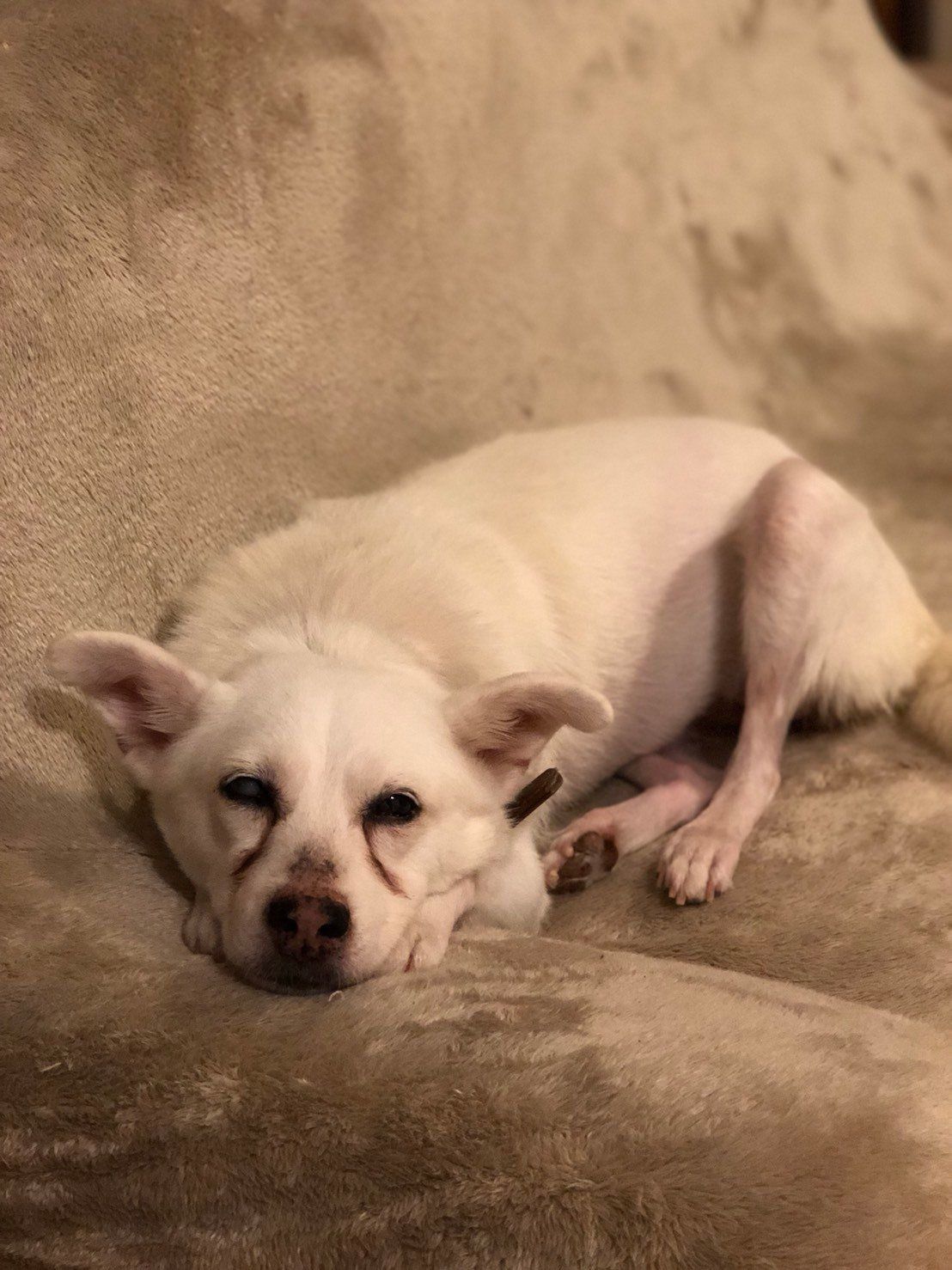 「おばあちゃん犬がやってきた」のシロさん