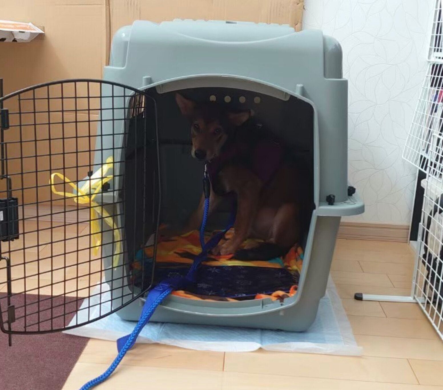 家に迎えたころの小次郎くん