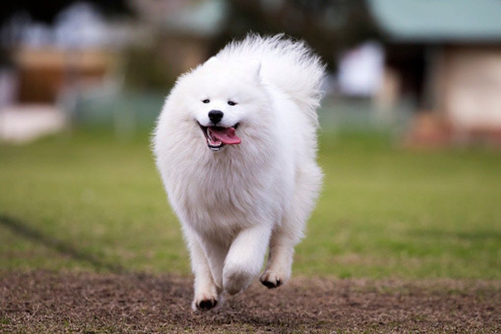 サモエドの特徴と性格 飼い方 価格相場など 犬図鑑 いぬのきもちweb Magazine サモエドの特徴と性格 飼い方 価格相場など 犬図鑑 いぬのきもちweb Magazine