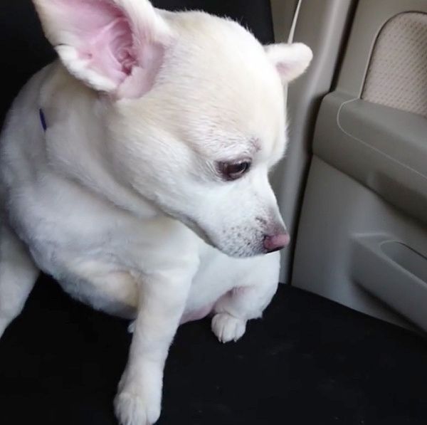 急に真顔になるチワックス