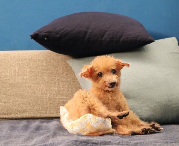 微笑むこむぎじいちゃん