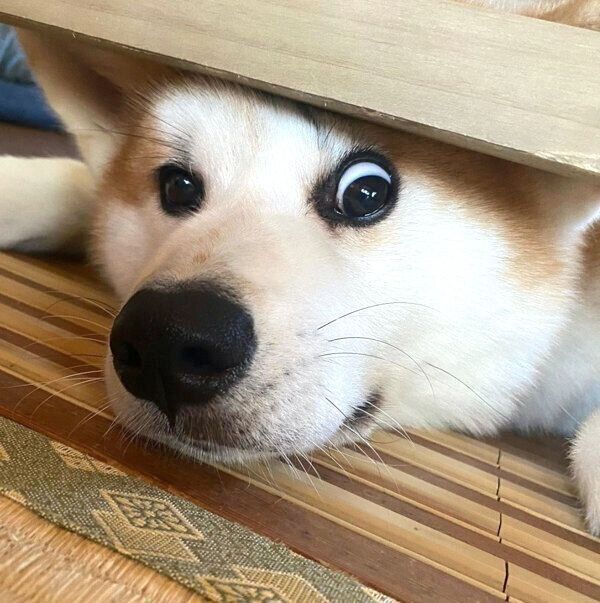 必死になる福くん