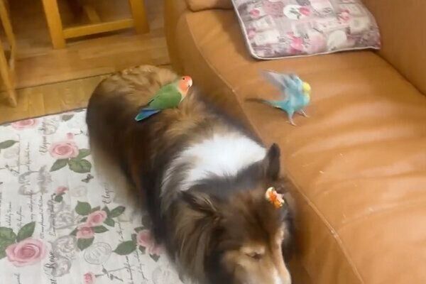 インコを背中に乗せるカレンちゃん