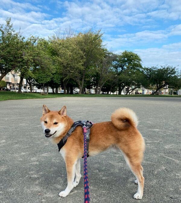 散歩を楽しむこむぎくん