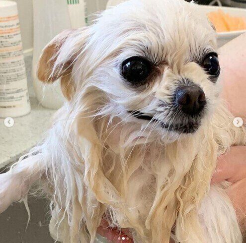 シャンプー中のポメラニアン