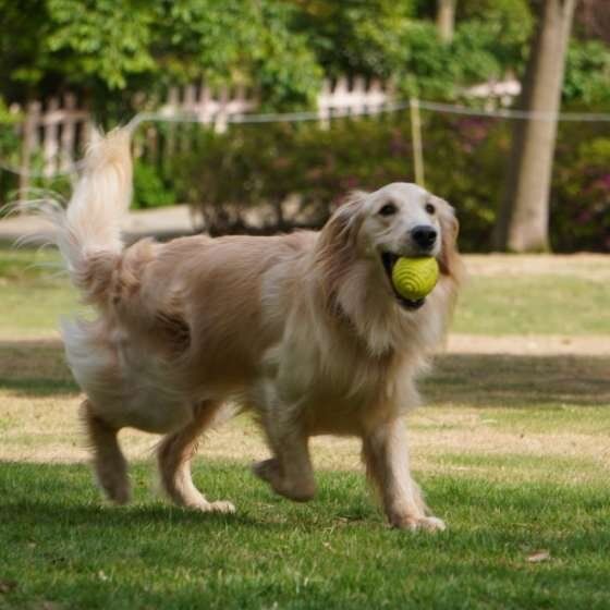 ゴールデン・レトリーバー
