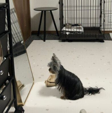 鏡を見て固まる媛ちゃん