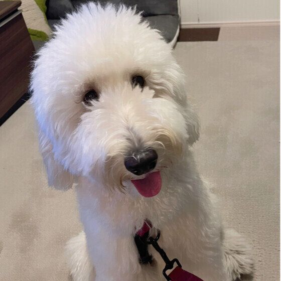 笑顔の犬 いぬのきもち