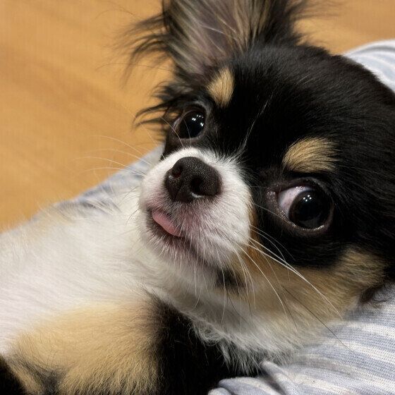 犬が人の手をペロペロなめる理由と注意点 手をなめるクセをやめさせる方法も いぬのきもち