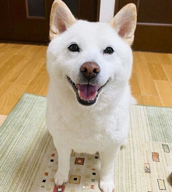 笑顔のきなこちゃん