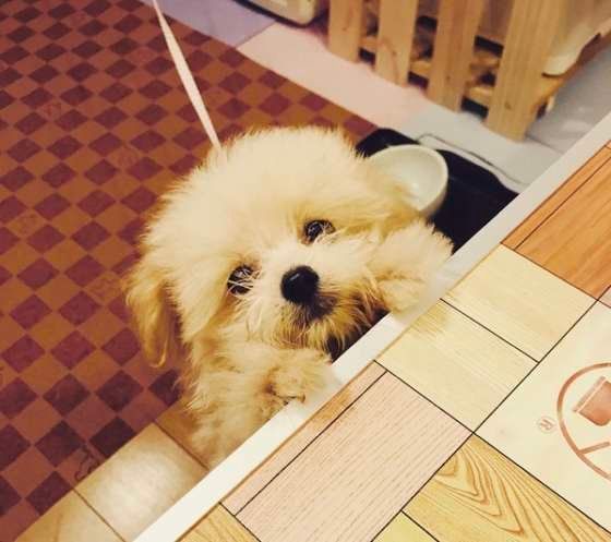 ごはんを欲しがる犬