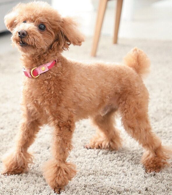 平常時の犬の状態チェック