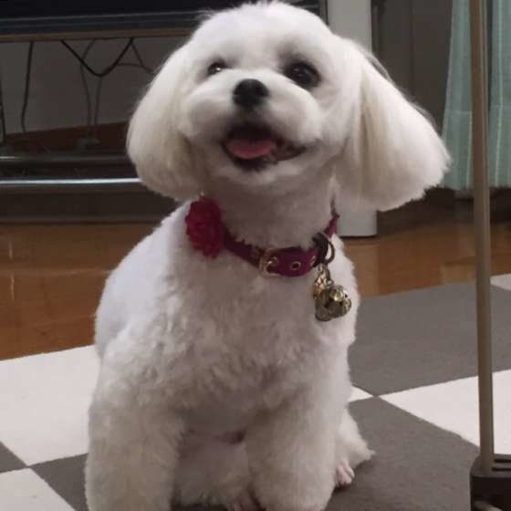 お散歩待ちのマルチーズ