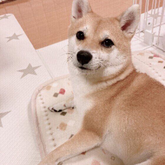 柴の心毬ちゃん