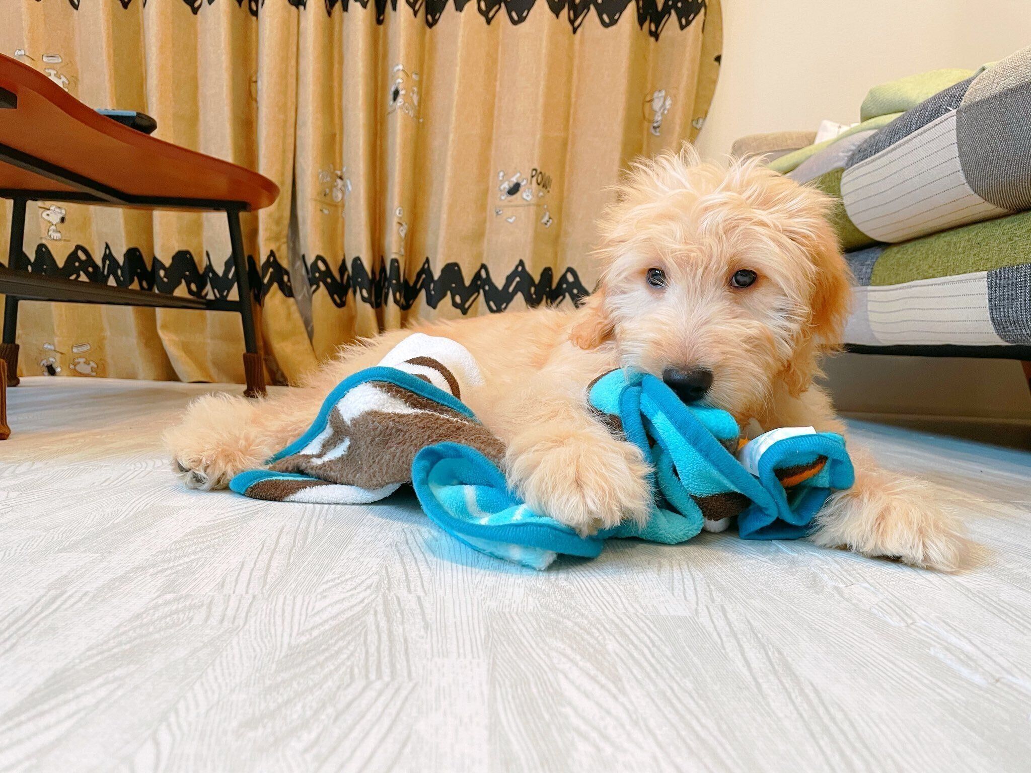 お迎え当時のむぅちゃん