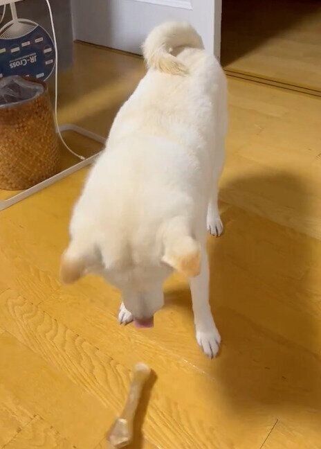 くわえていたガムをポイっとするチョビちゃん