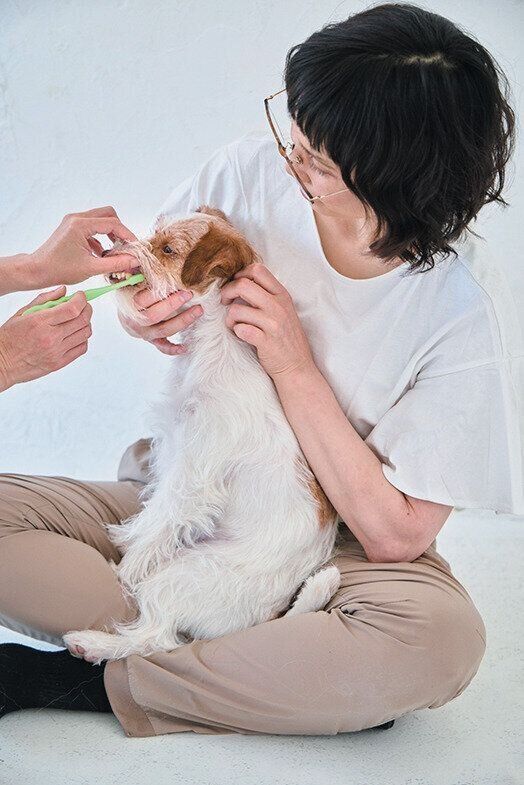 歯みがきをされる小型犬