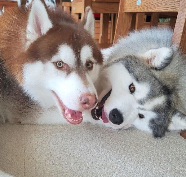 仲良しなグーテくんとバンデくん