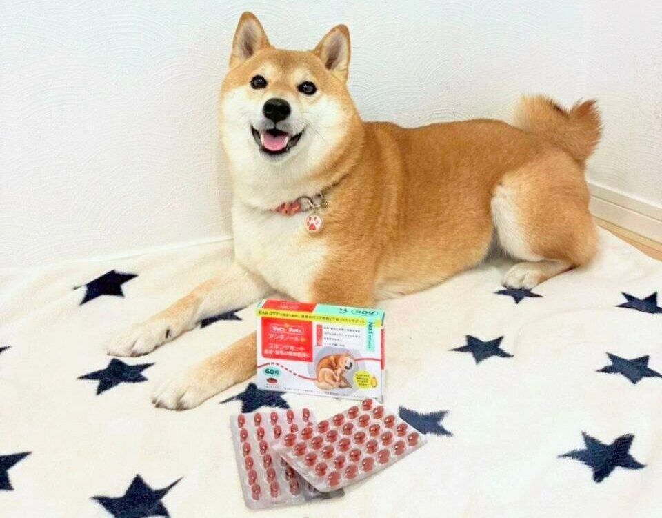 「アンチノール プラス スキンサポート」を始めた柴犬のイメージ